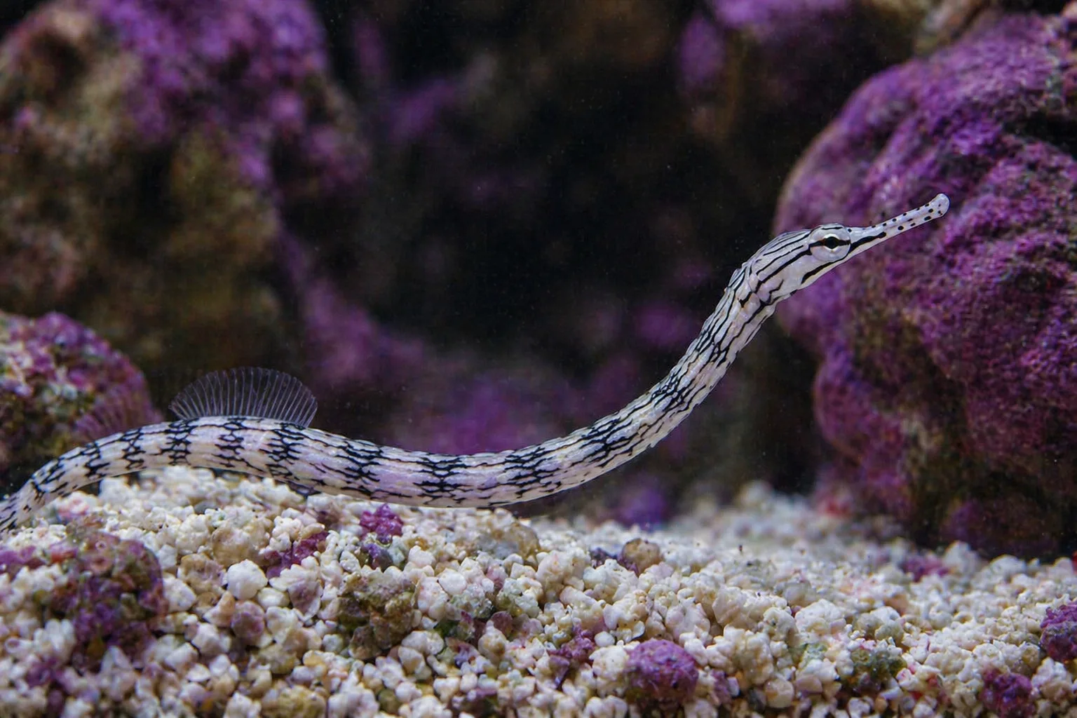 Dragonface Pipefish
