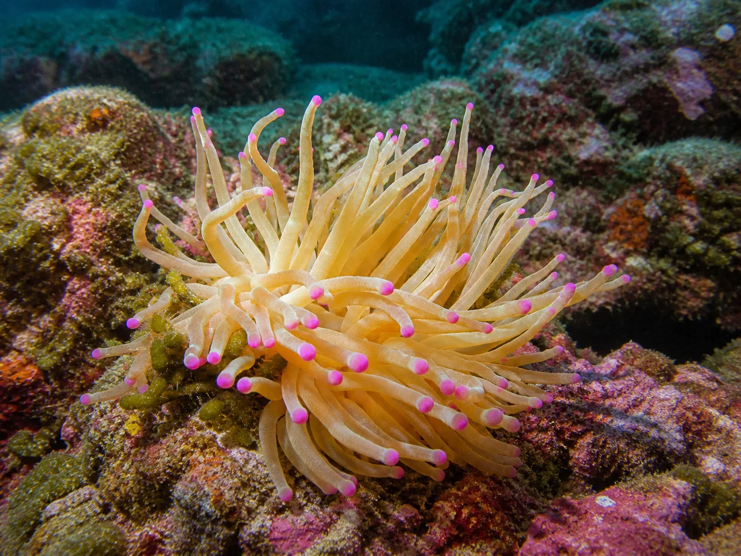 Condy Anemone