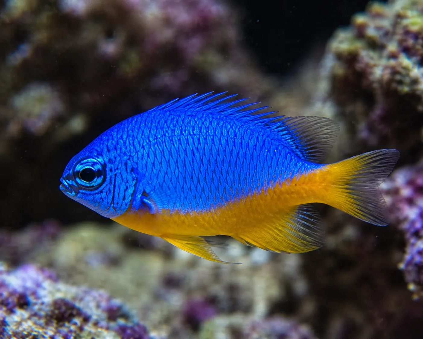 Azure Damselfish