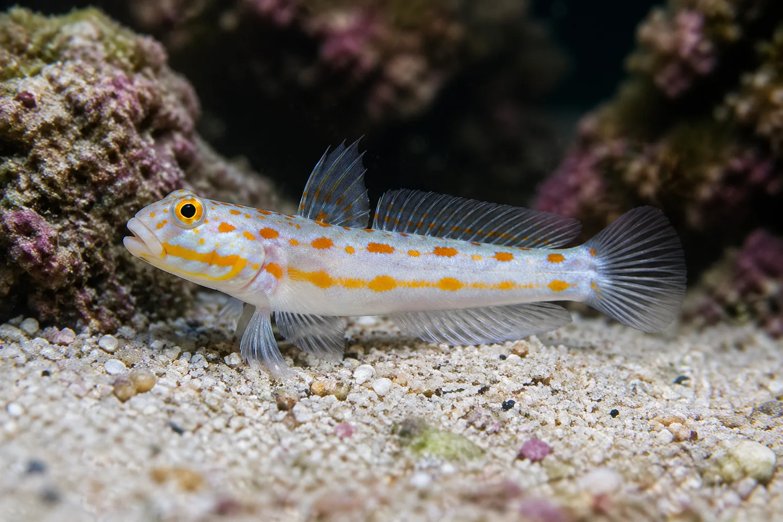 Diamond Watchman Goby