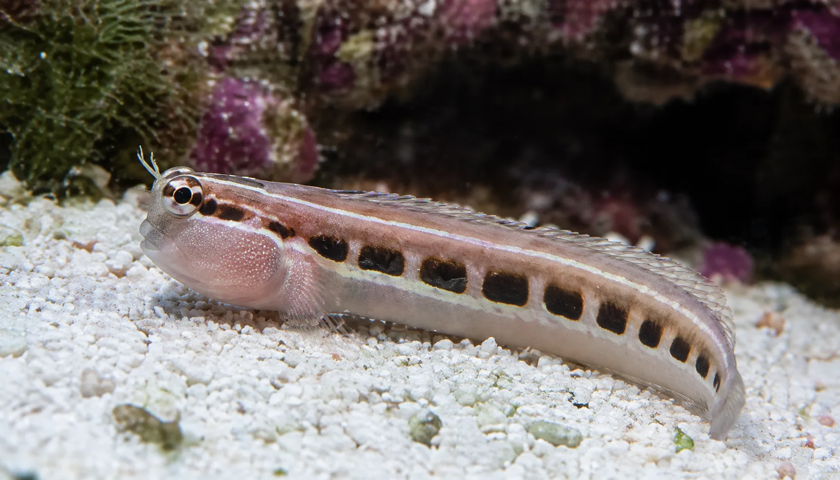 Linear Blenny