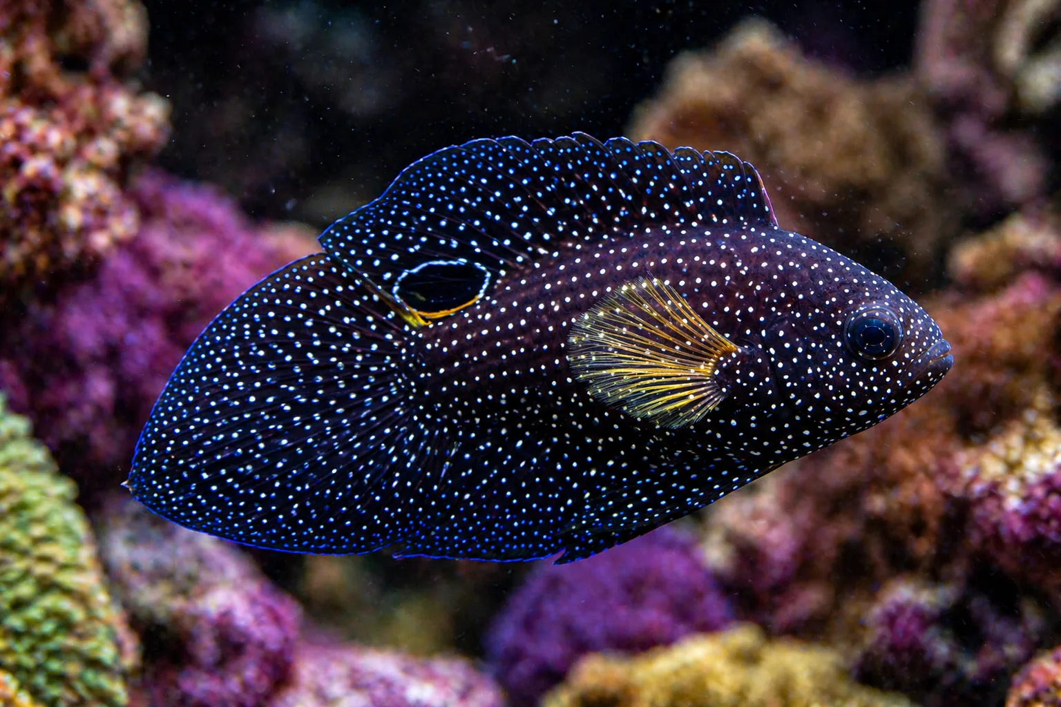 Marine Betta