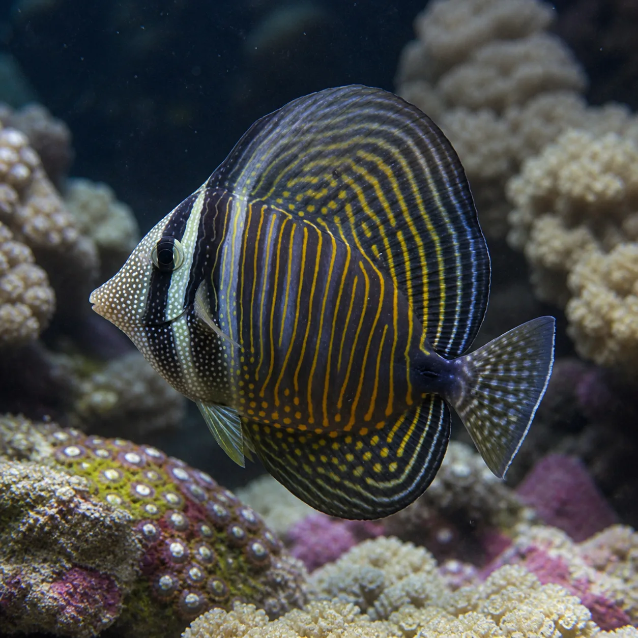 Sailfin Tang