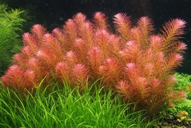 Rotala wallichii