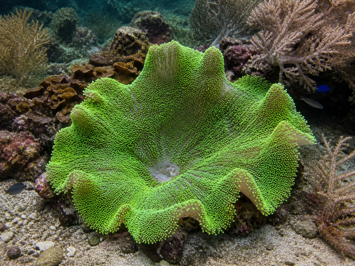 Haddon's Carpet Anemone