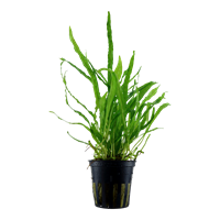 Microsorum pteropus 'Narrow'