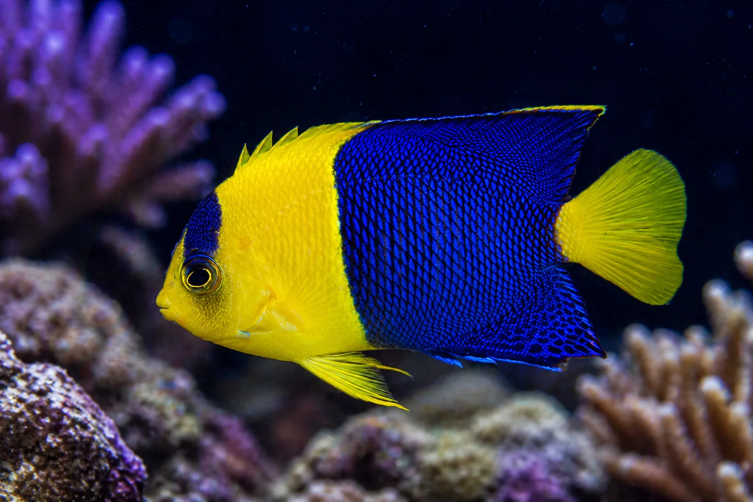 Bicolor Angelfish