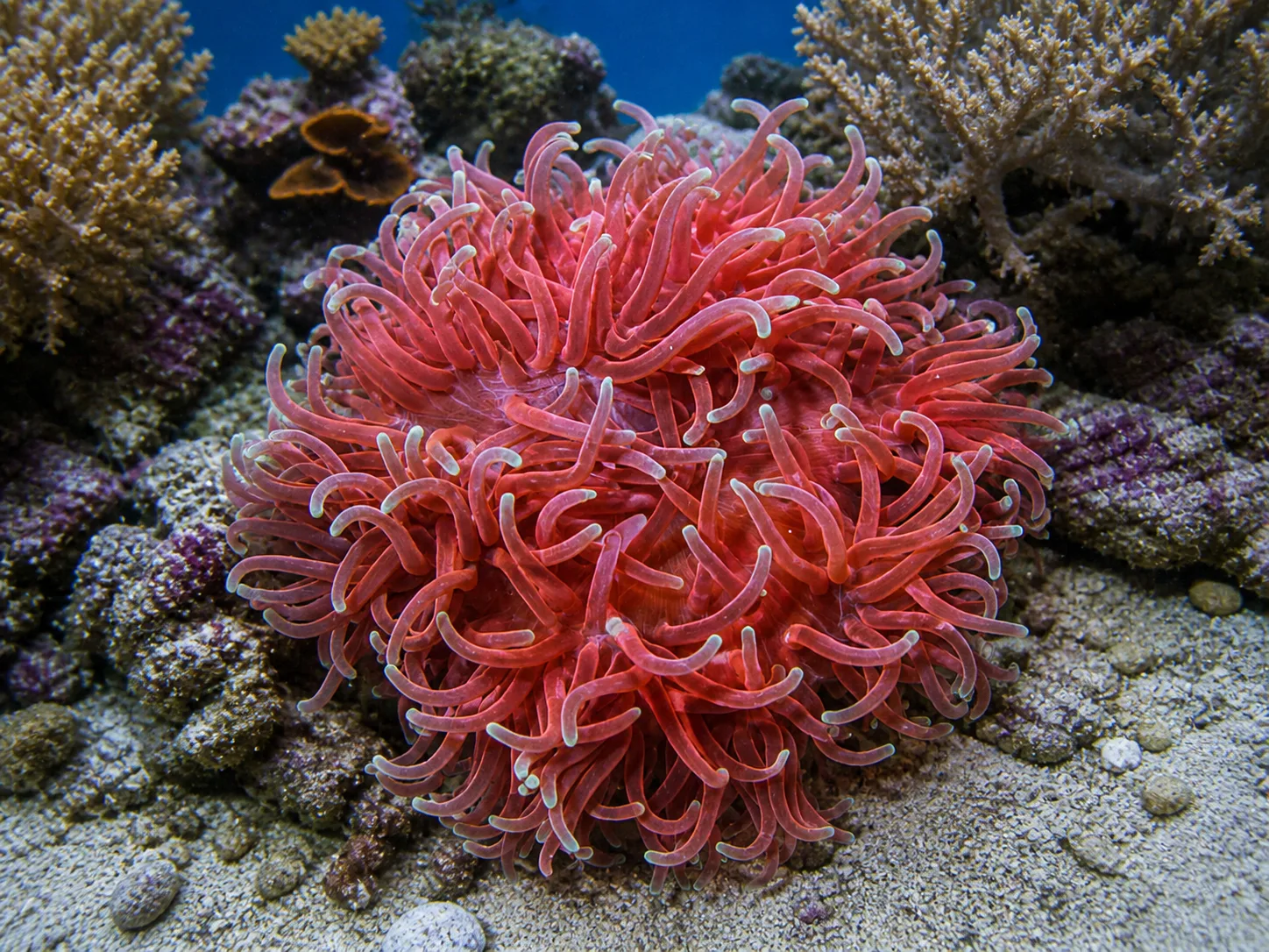 Long Tentacle Anemone