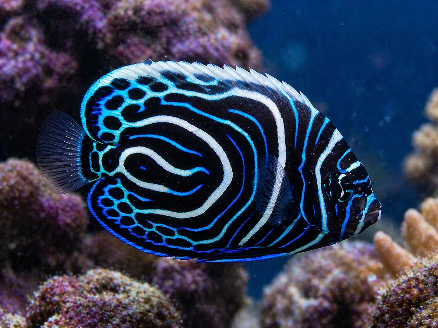 Emperor Angelfish