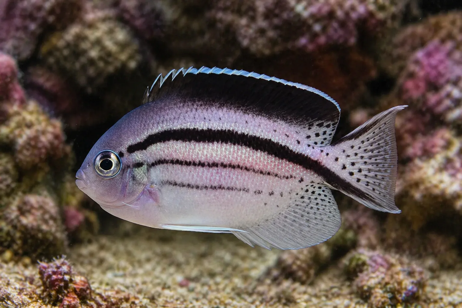 Lamarck's Angelfish