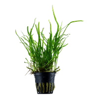 Microsorum pteropus 'Trident'