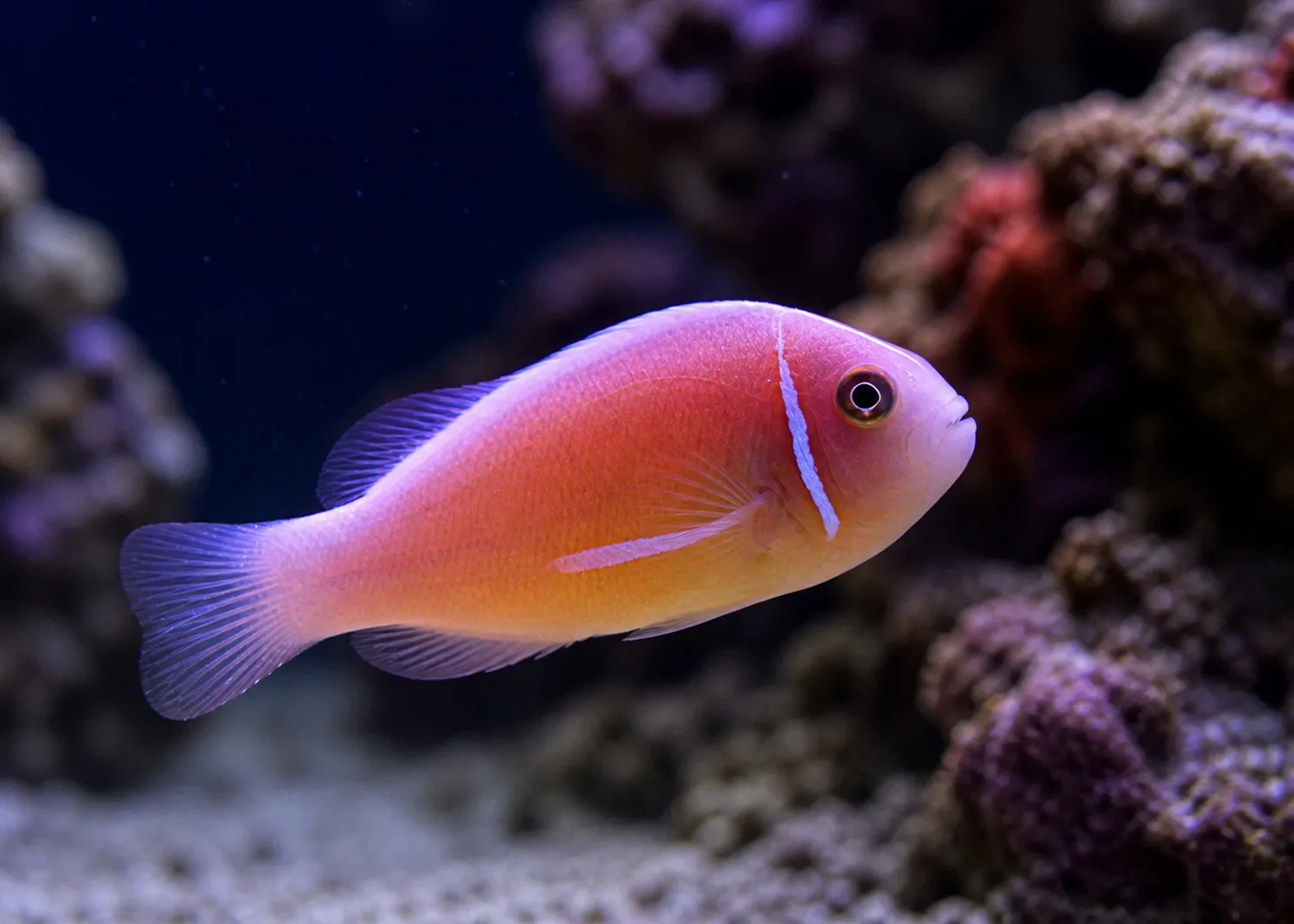 Pink Skunk Clownfish