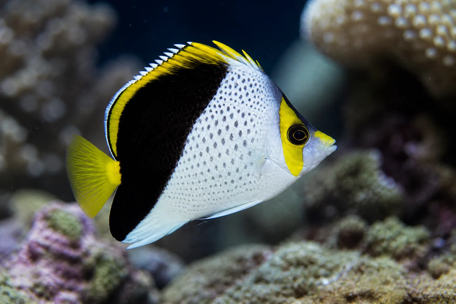 Tinker's Butterflyfish