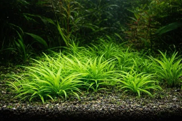 Helanthium bolivianum 'Quadricostatus'