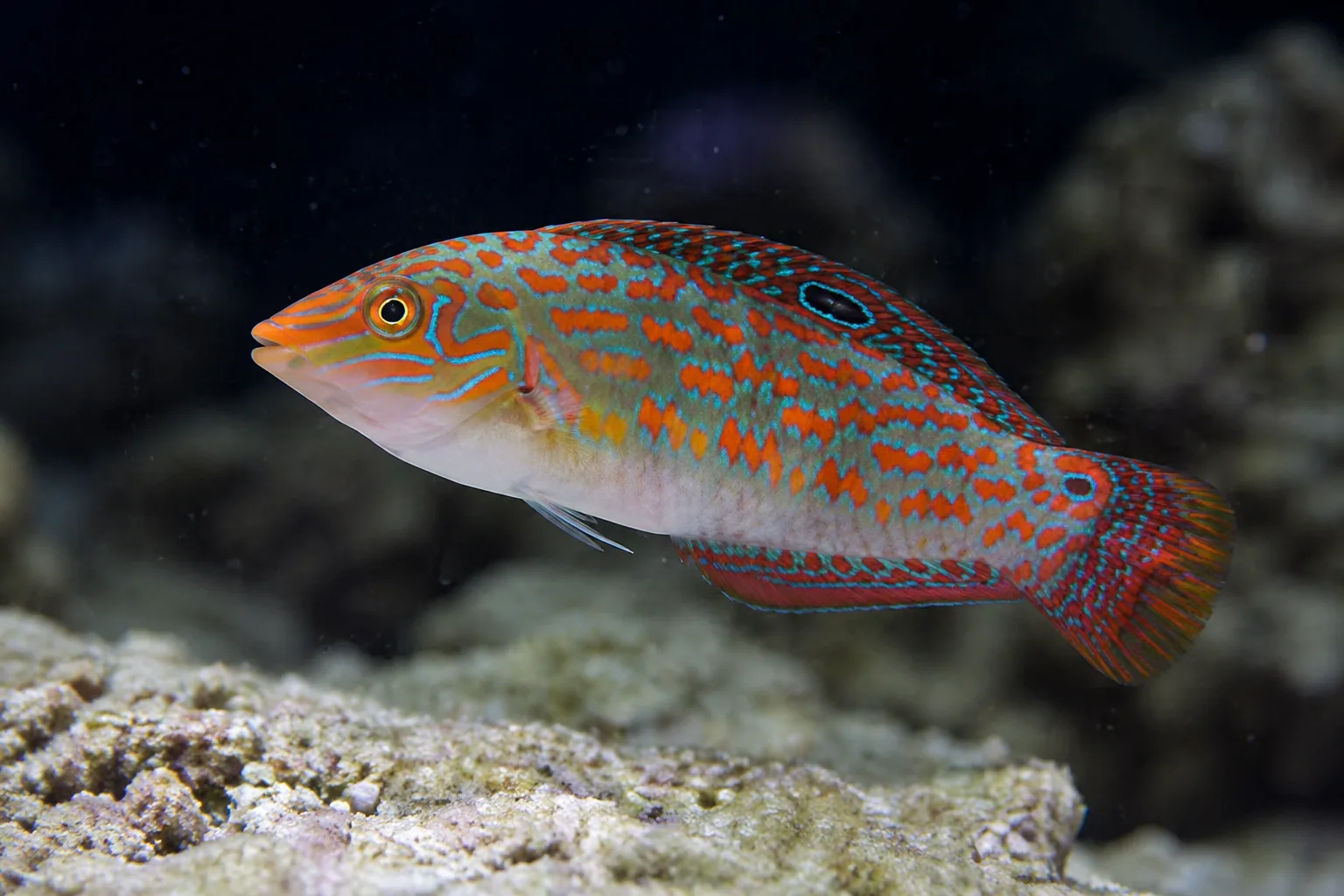 Timor Wrasse