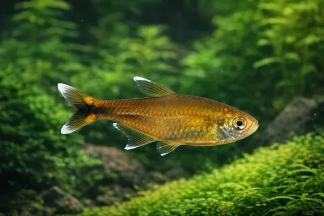 Silver Tip Tetra
