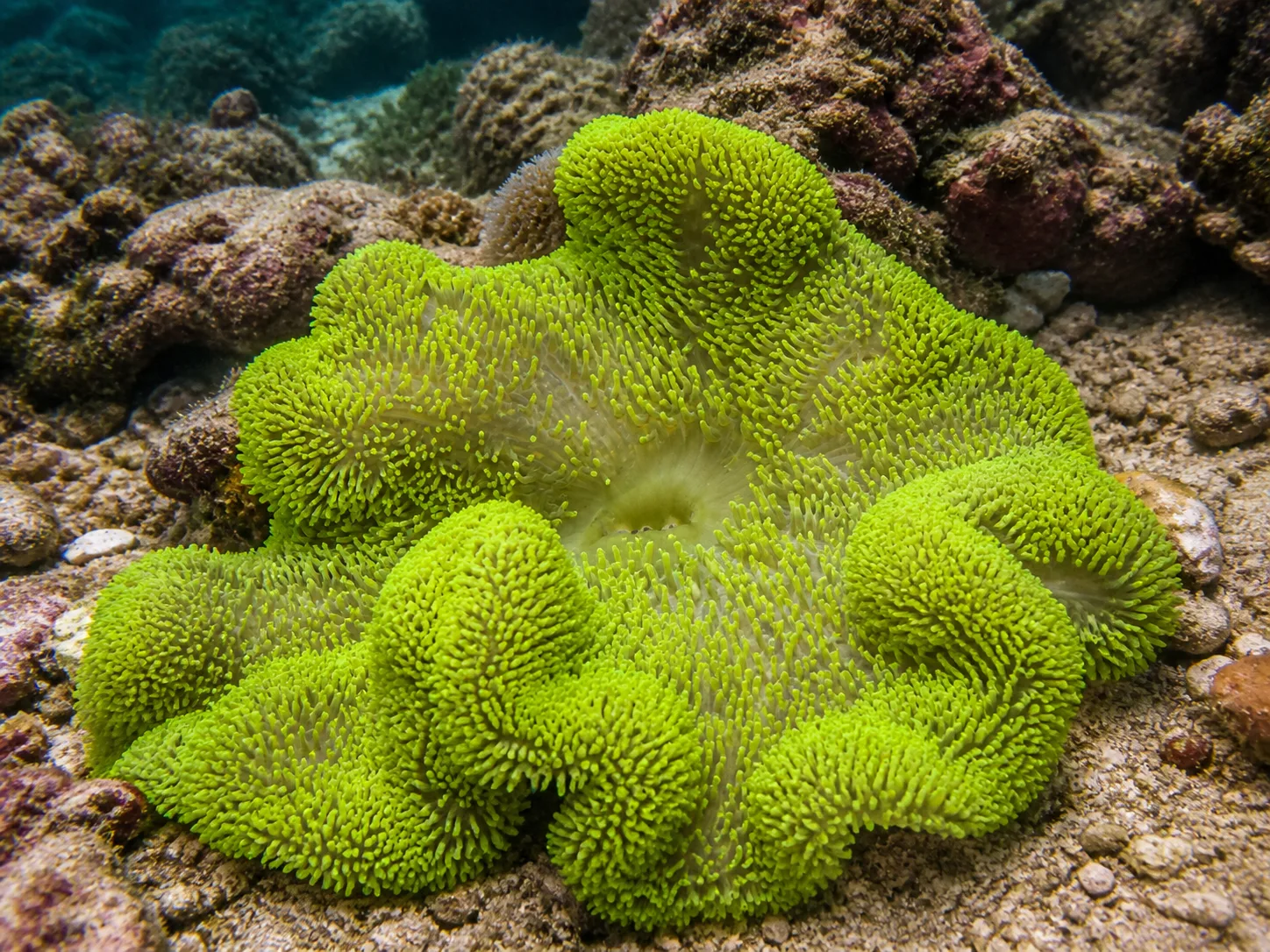Giant Carpet Anemone