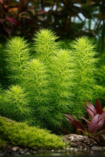 Myriophyllum 'Guyana'