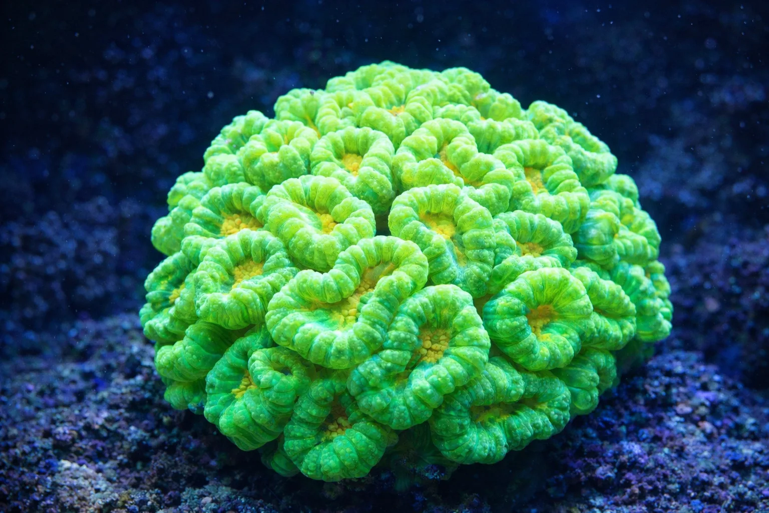 Candy Cane Coral