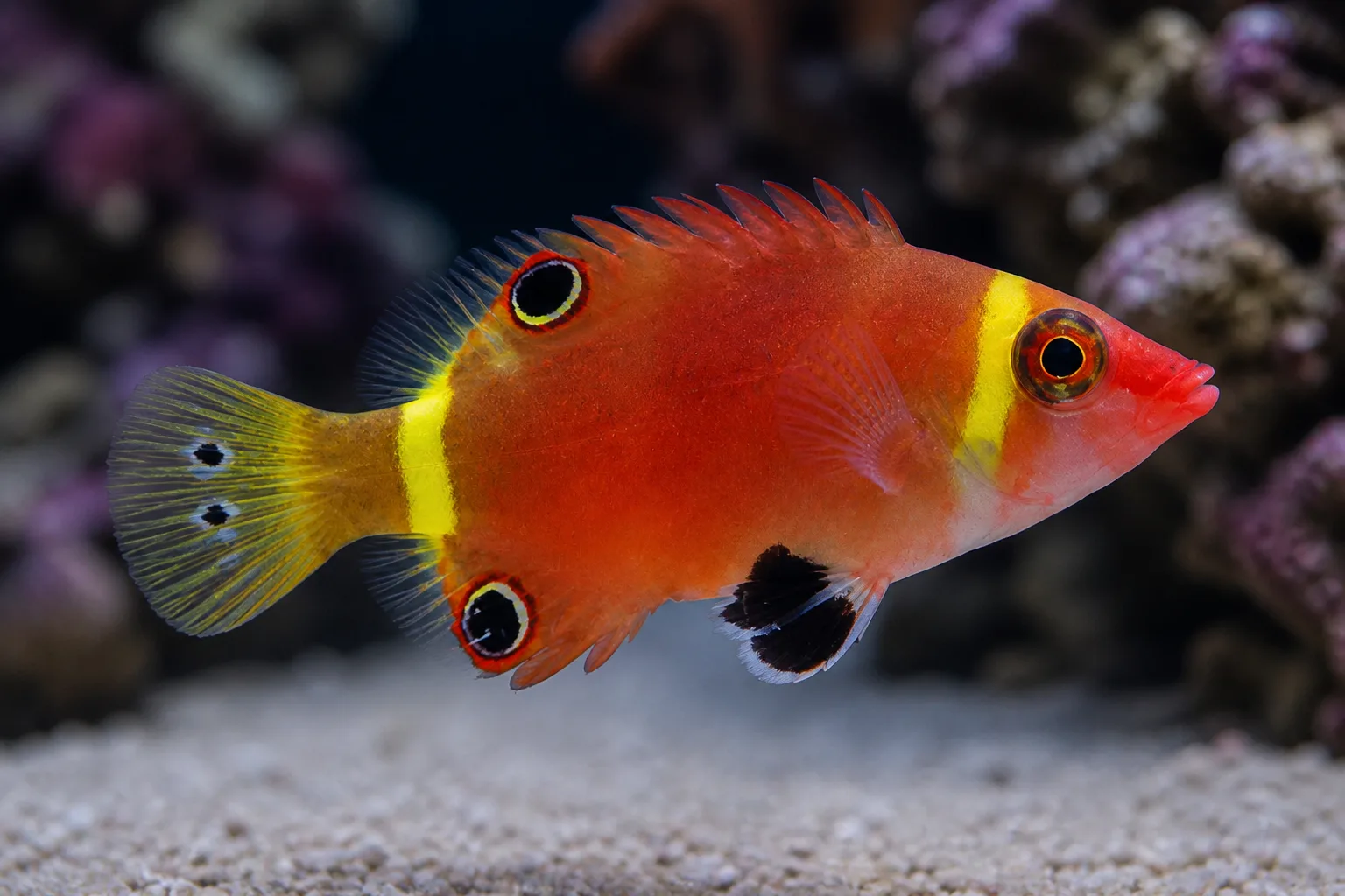 Possum Wrasse