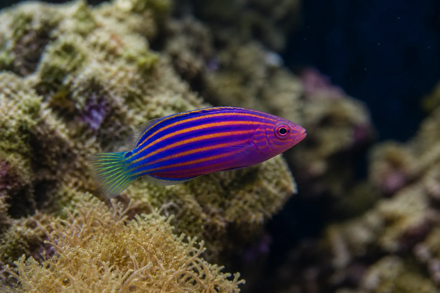 Six Line Wrasse