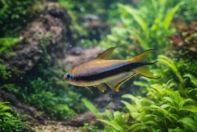 Emperor Tetra