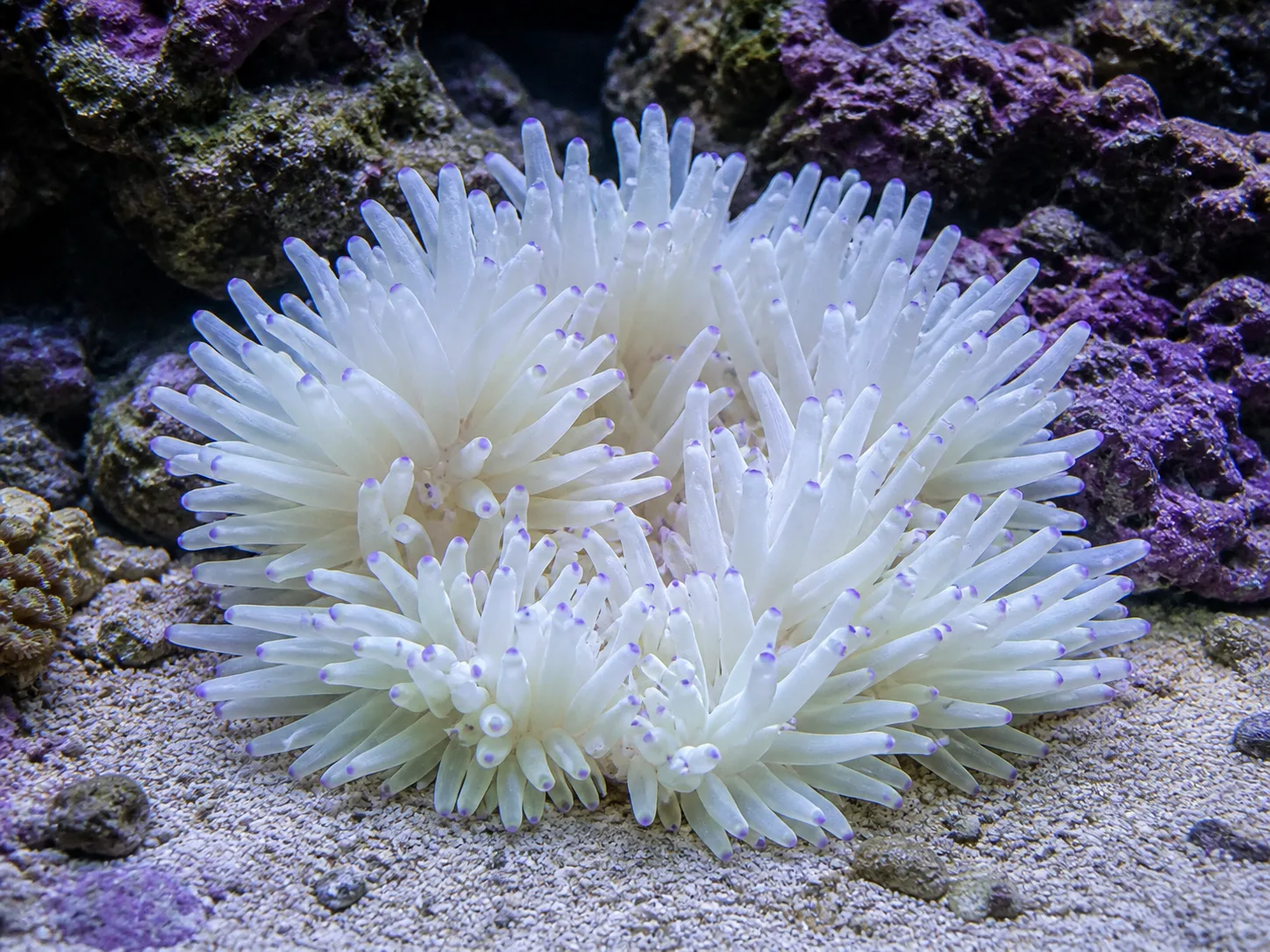 Sebae Anemone