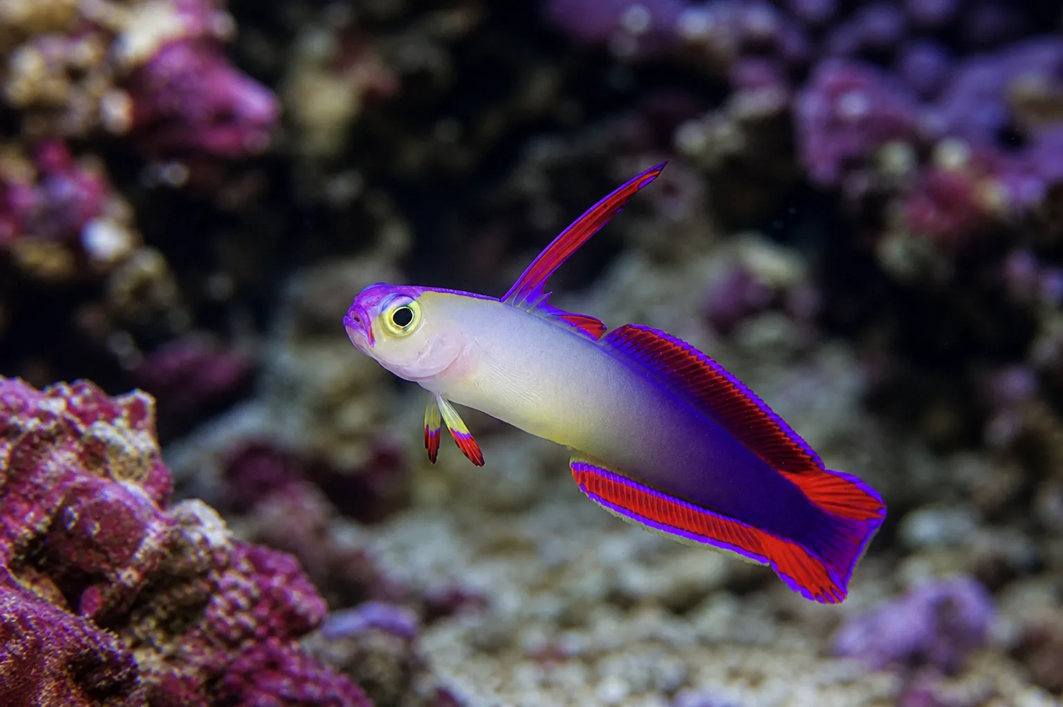 Purple Firefish