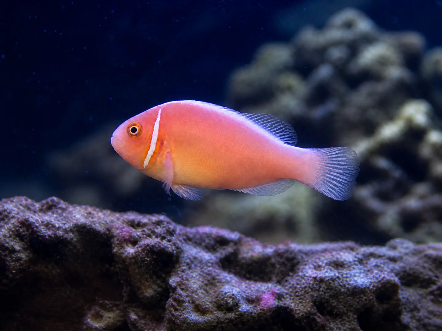Orange Skunk Clownfish