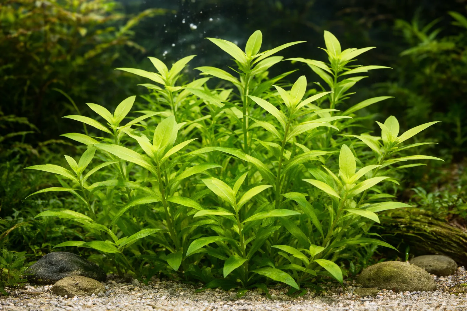 Hygrophila polysperma