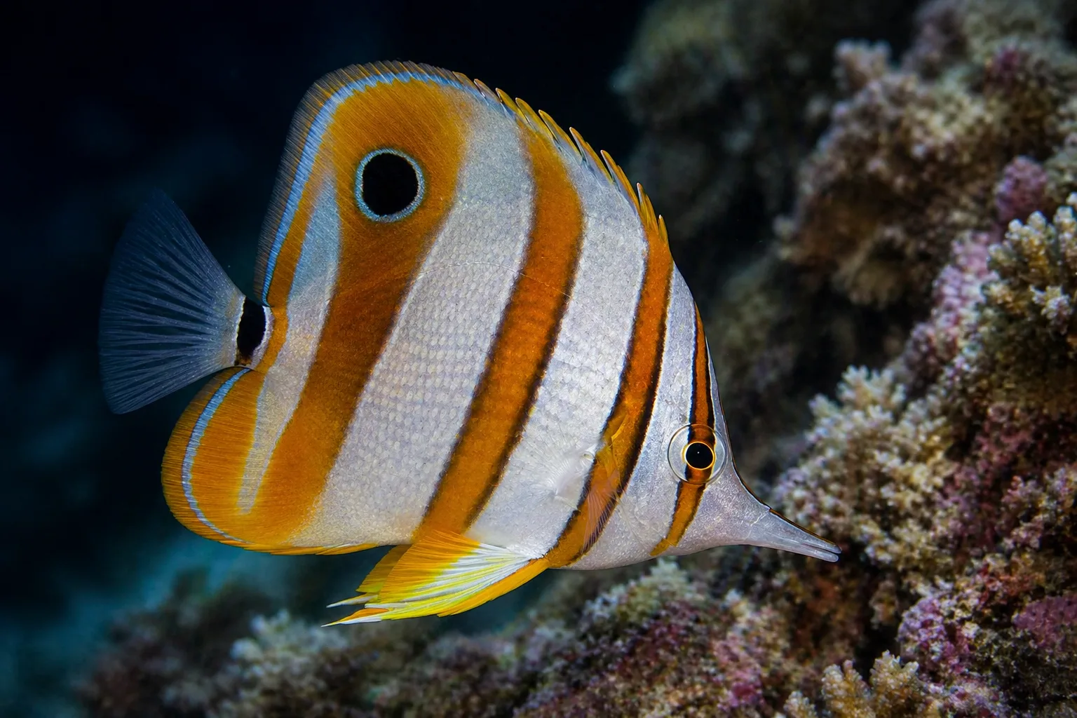 Copperband Butterflyfish