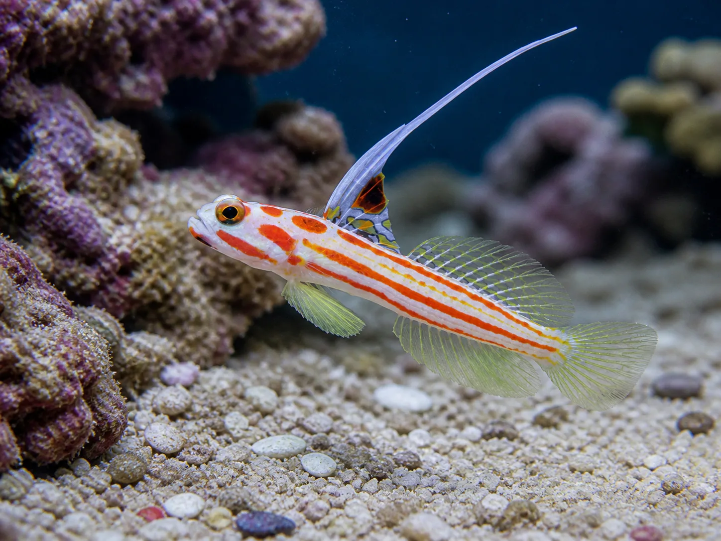 Yasha Goby