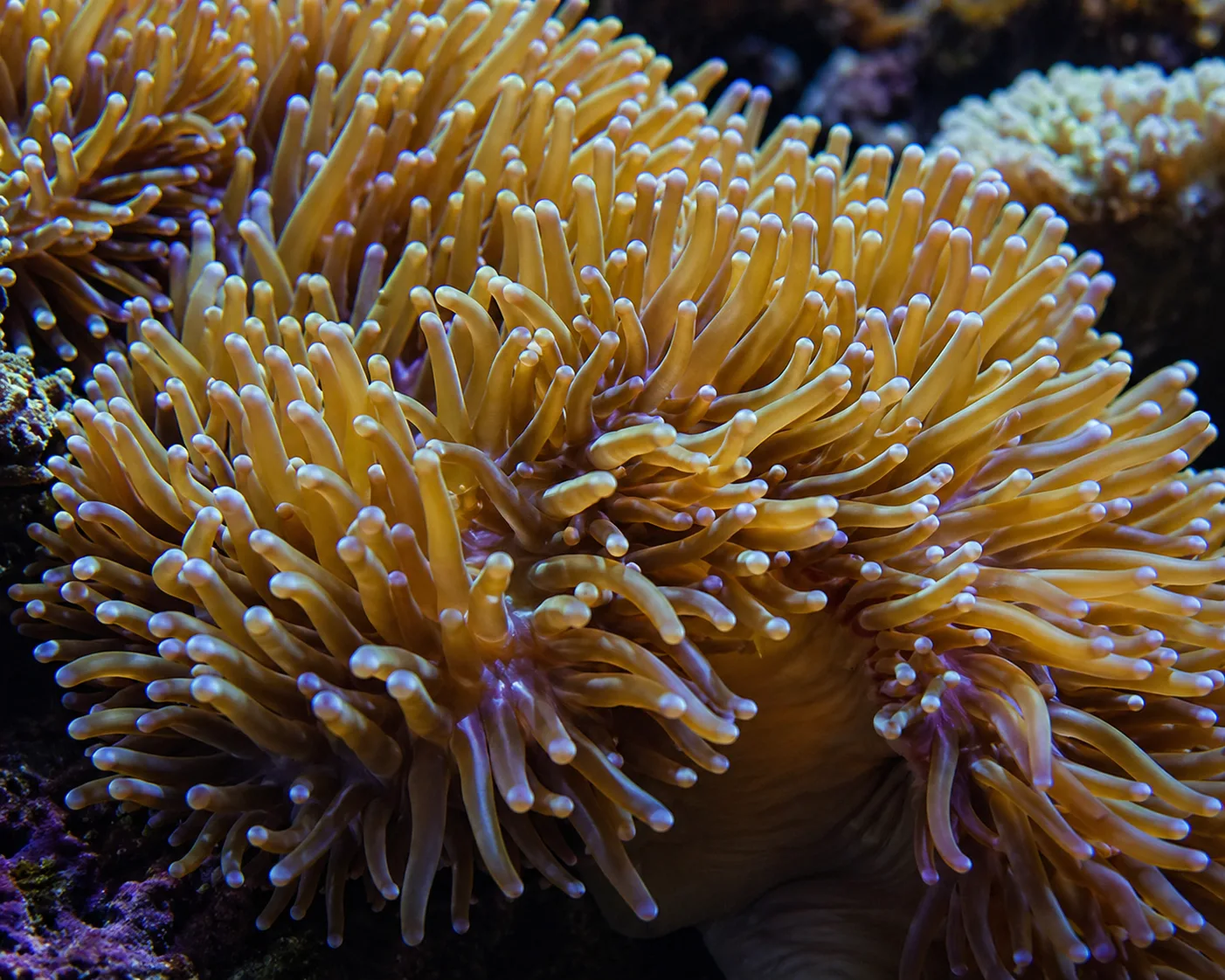 Magnificent Sea Anemone