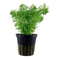 Limnophila sessiliflora