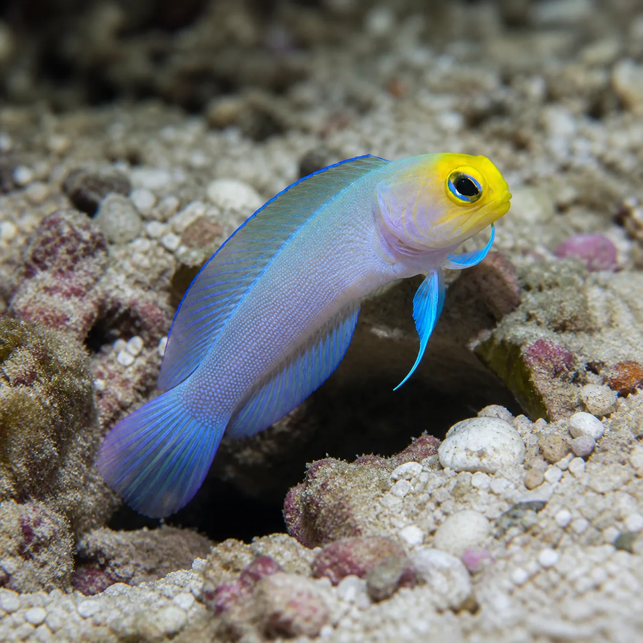 Yellowhead Jawfish