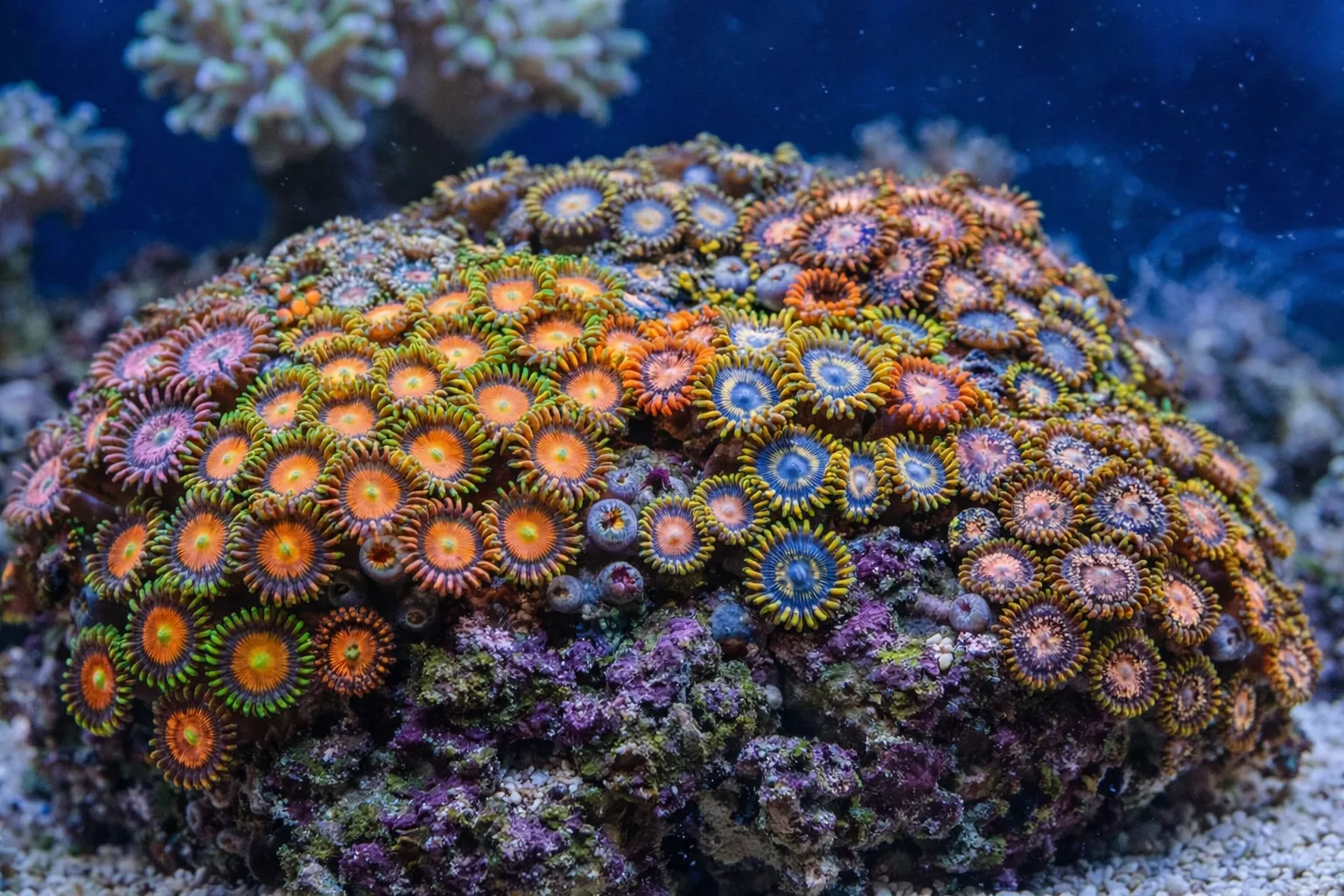 Zoanthids
