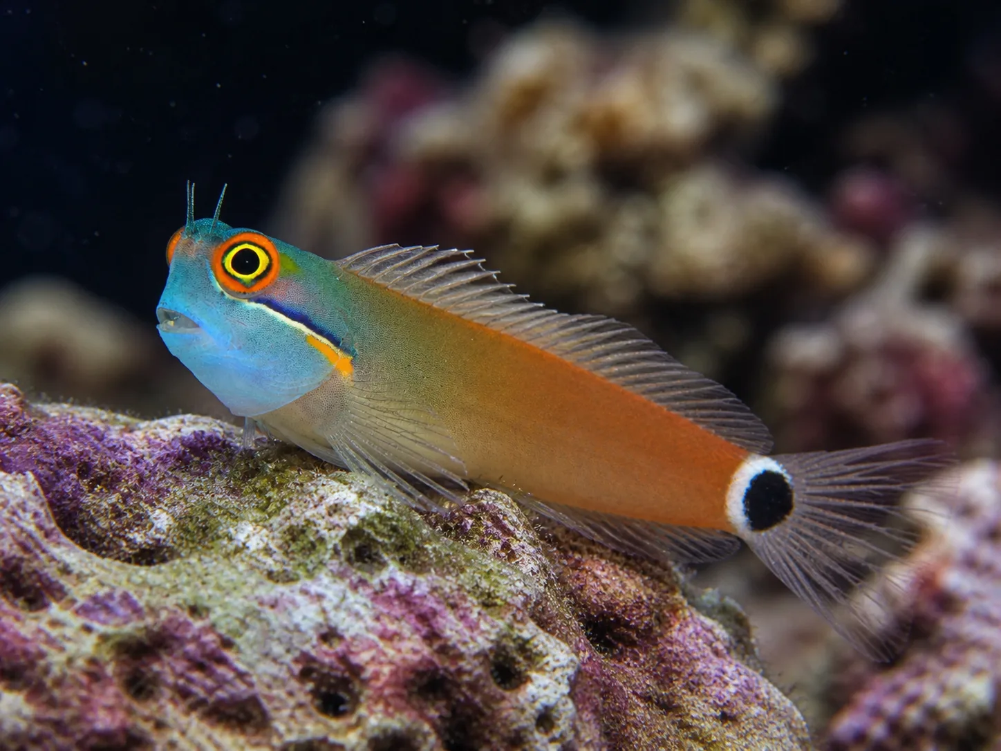 Tailspot Blenny