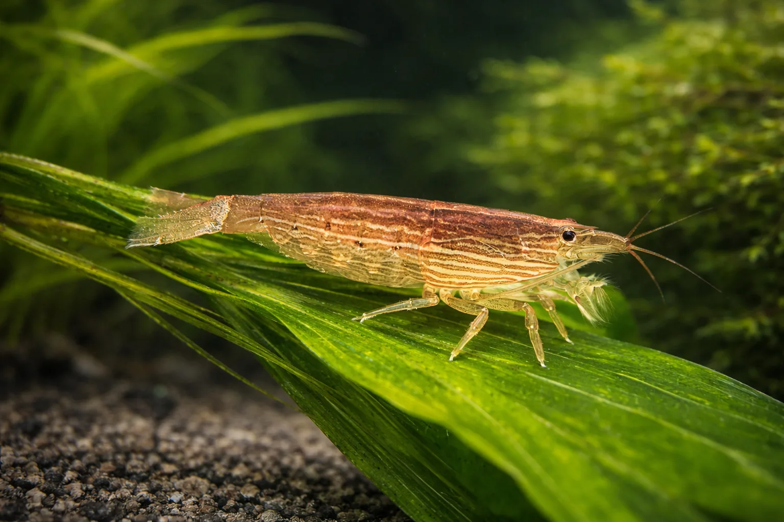 Bamboo Shrimp