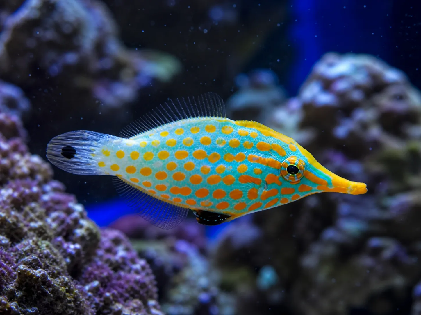 Orange Spotted Filefish