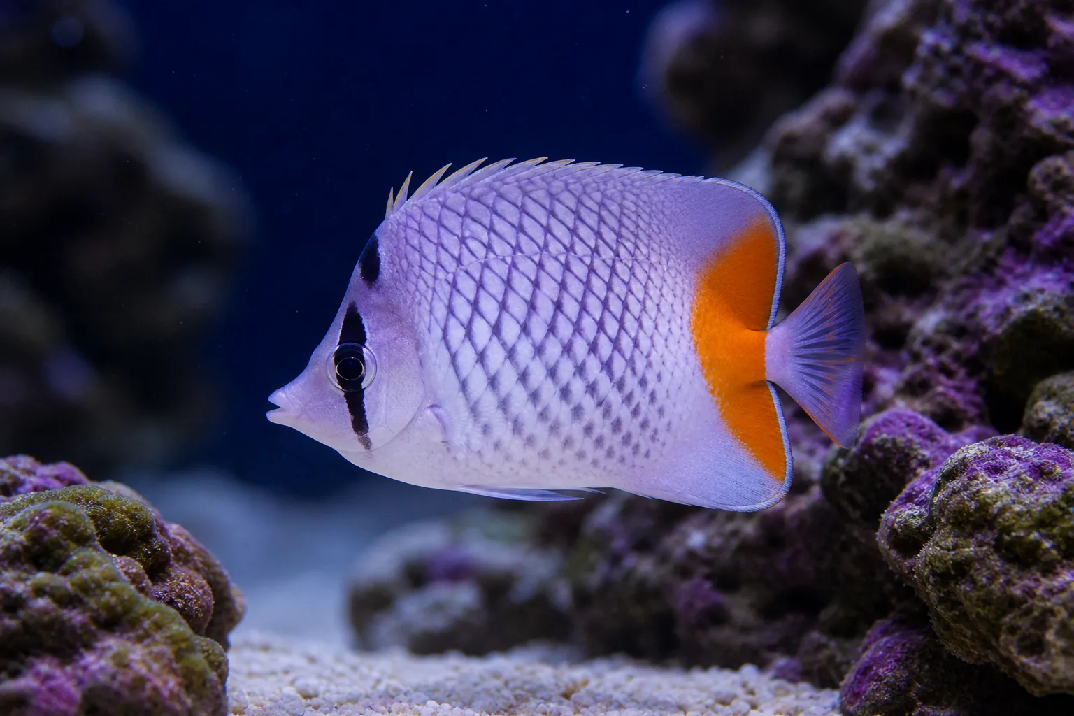 Pearlscale Butterflyfish