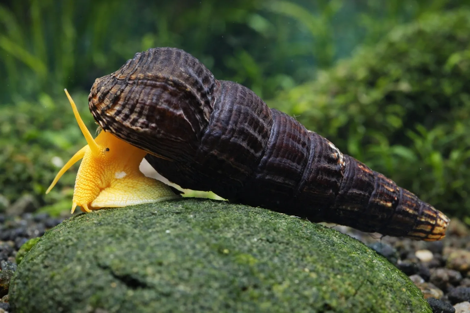 Rabbit Snail
