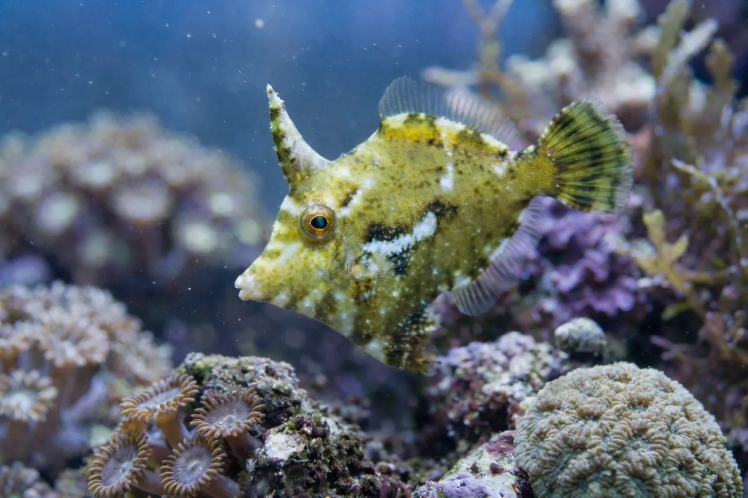 Aiptasia Eating Filefish
