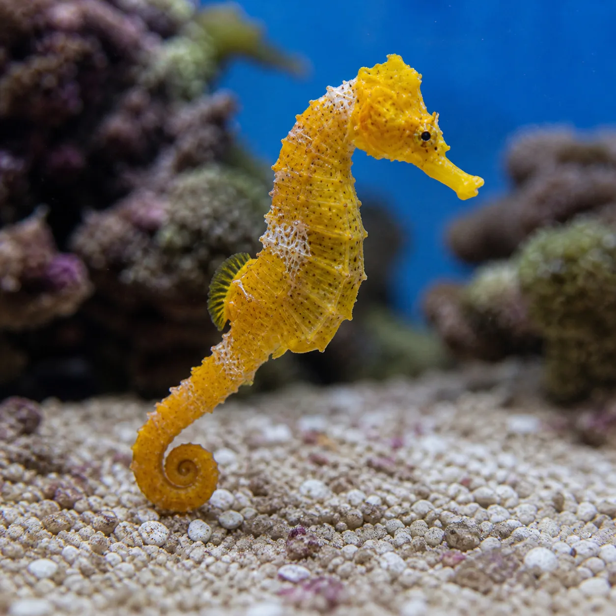 Yellow Seahorse