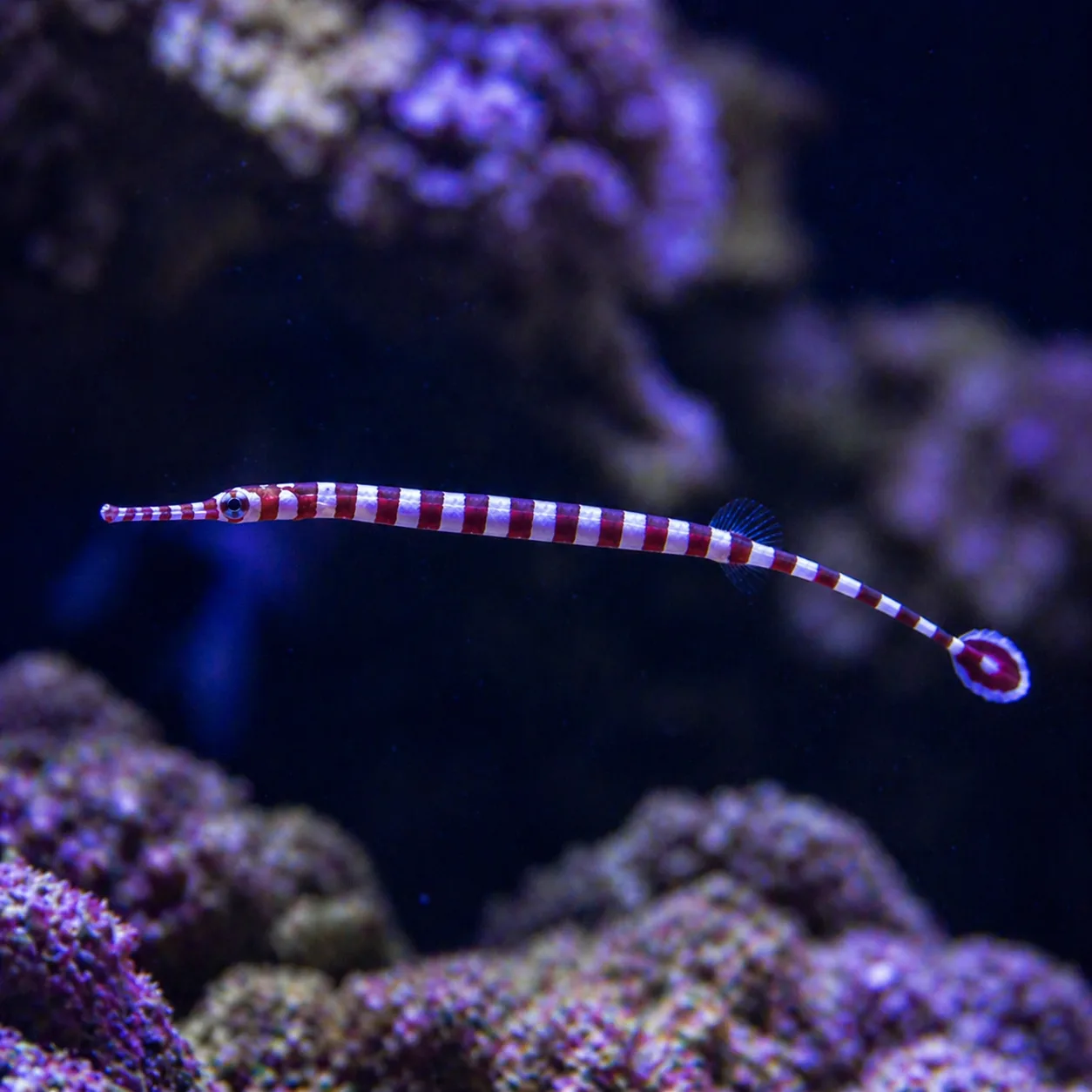 Banded Pipefish