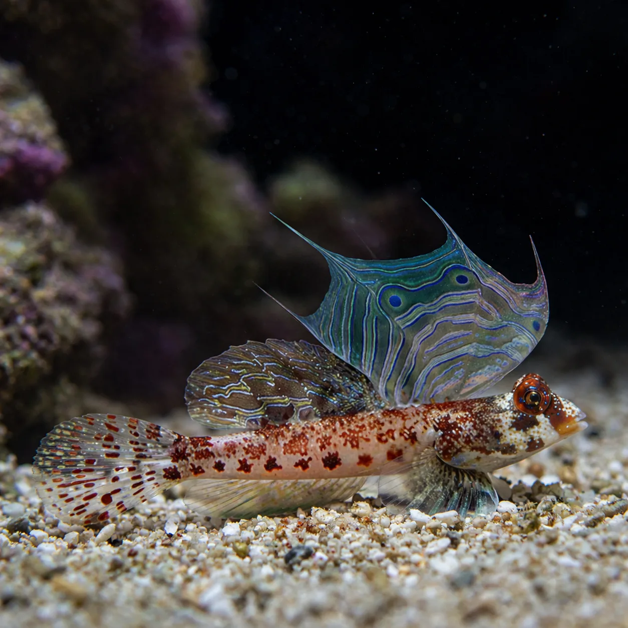 Scooter Dragonet