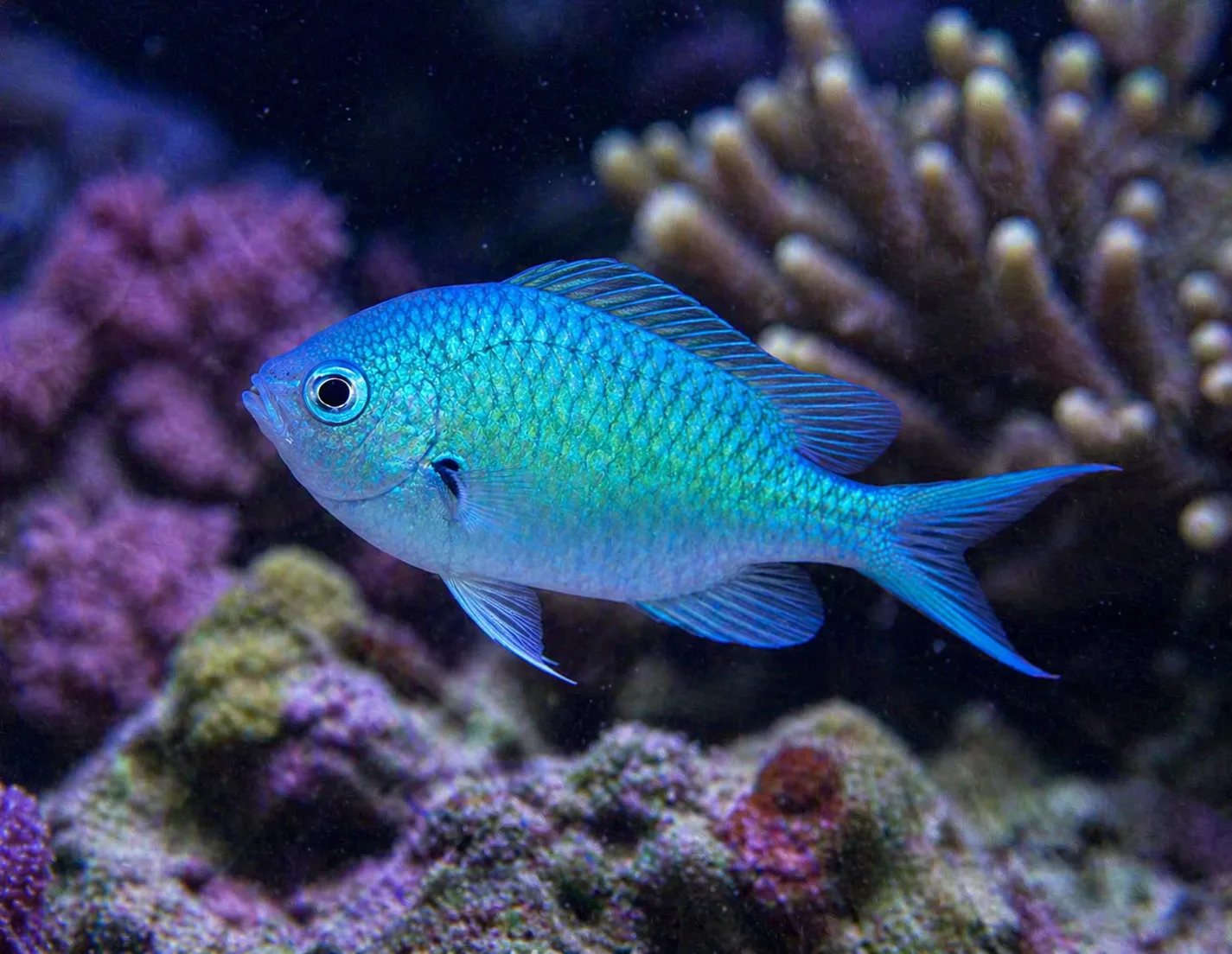 Blue Green Chromis