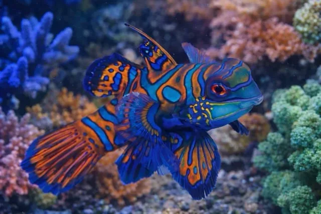 Mandarinfish